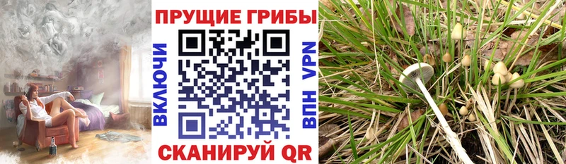 Псилоцибиновые грибы MAGIC MUSHROOMS  Раменское 